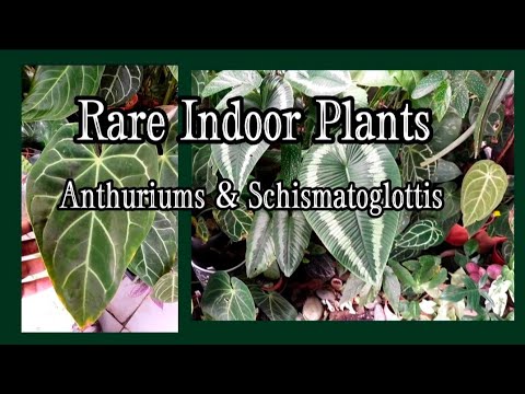, title : 'Selecting Rare Indoor Companion Plants : Anthuriums & Schismatoglottis [Tropical Home Garden Plants]'
