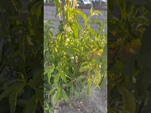 La naturaleza de Dios #árboles #duraznos #fruta #naturaleza