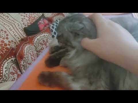 Masssag time of Dyna🤗#Short#Dyna#Massg:-)Tulikadynavlogs