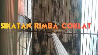 Download lagu GACOR DOR cocok buat masteran burung bahan Sikatan Rimba Coklat (SRC) mp3 Download lagu GACOR DOR cocok buat masteran burung bahan Sikatan Rimba Coklat (SRC) mp3