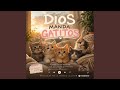 DIOS MANDA GATITOS
