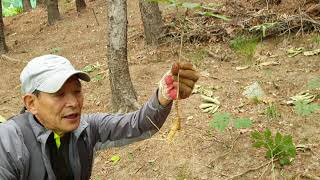 30여년 동안 야생산삼에 미쳤기 때문에 오늘에 야생산삼농장까지 오게 되었습니다