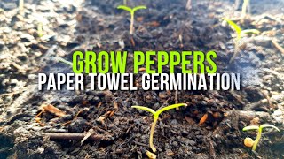 Grow Peppers Using Wet Paper Towel Method For Seed Germination | Easy High Success Method