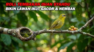 Download lagu PANCINGAN PLECI NEMBAK WIT WIT WIT CERRR NGEROLL SYAHDU BIKIN LAWAN IKUT GACOR DAN BUKPAR mp3