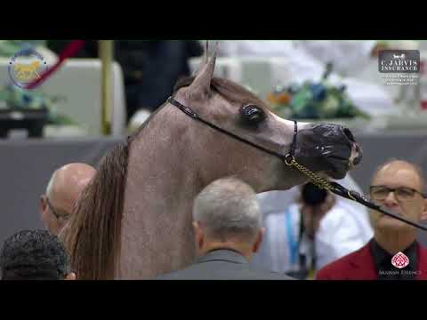 N.45 D NAJLAH. - Dubai International Arabian Horse Championship 2023 - Fillies 2 Years Old (Clas...