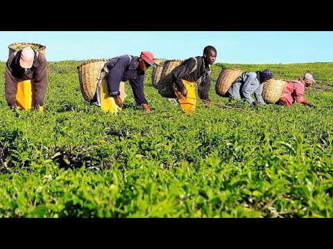 Kenya's GDP growth to rebound by 5.5% in 2018 - World Bank