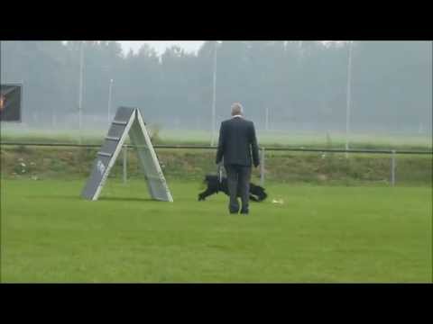 Bodo vom Hexenwald - PSK DM 2014, Abt. B