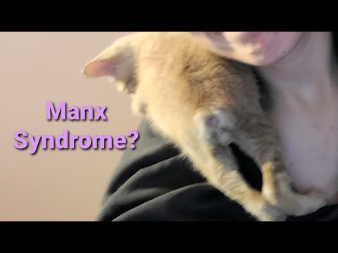 What is Manx Syndrome in Cats