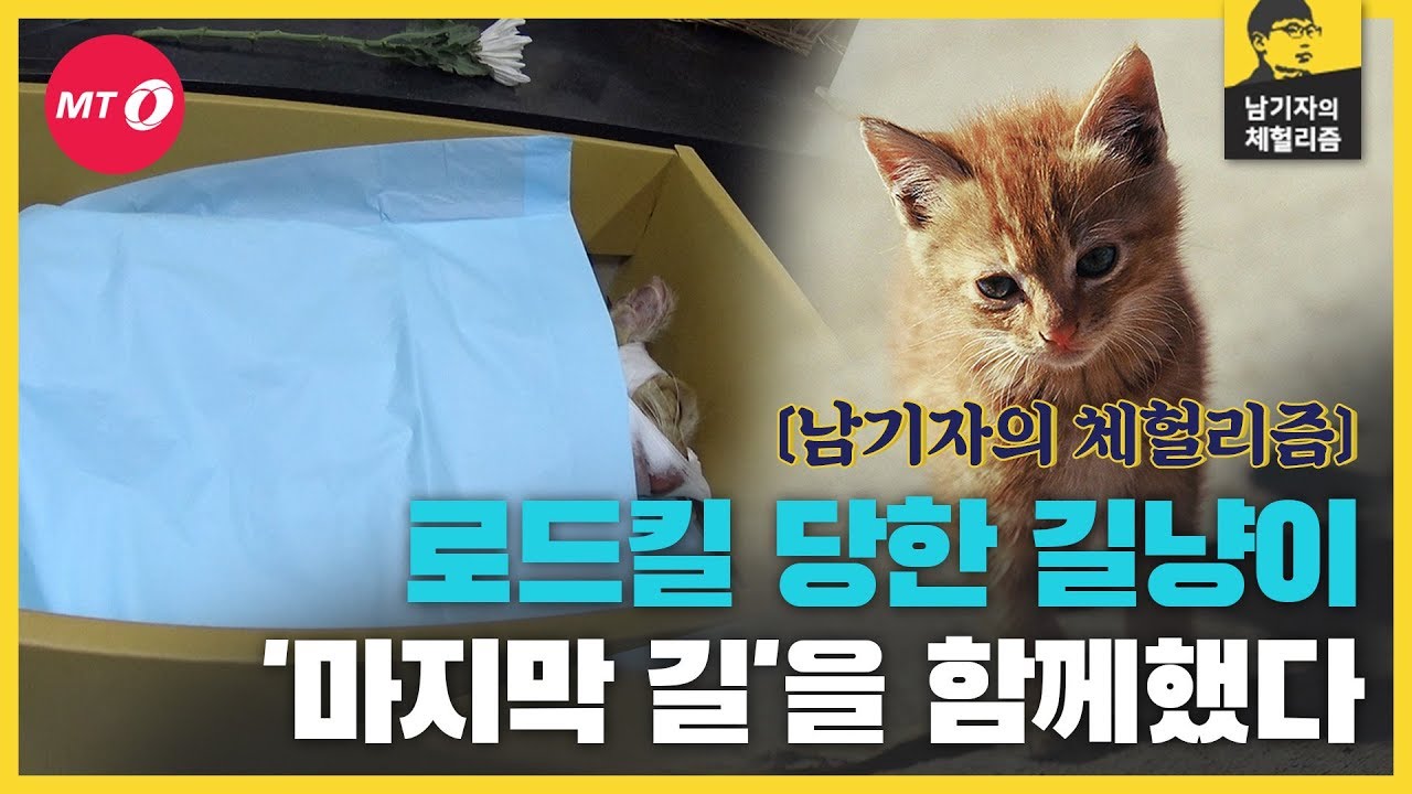 [체헐리즘]차에 치인 길냥이 '사랑이'의 마지막 길을 함께했다