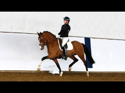 VERKAUFSPONY VERMARKTUNGSZENTRUM - 4j  brauner Hengst v  FS Dodge City