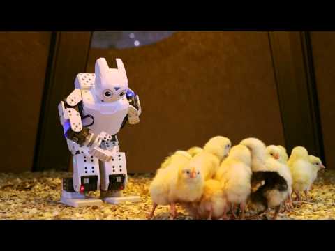 Robot Revolution Teaser 05: ROBOTIS-MINI and Friends