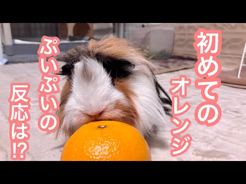 モルモットはオレンジを食べられますか?