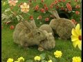Teletubbies Favoritsaker Del 4 Svenska