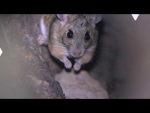 General Pest Control Sydney, AU - Pest Controls Important Benefits