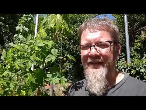 My Mixture 965 und Update aus dem Garten