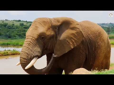 Baby elephant causes havoc at the zoo. My Best Friend Is An Elephant |NAUGHTY PETS.
