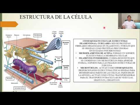 PHYSIOLOGY: THE CELL AND ITS FUNCTIONS