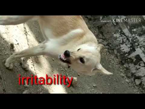 RABID DOG/Early furious form rabies symptoms in dog/  rabies /rabies dog/rabies in animals