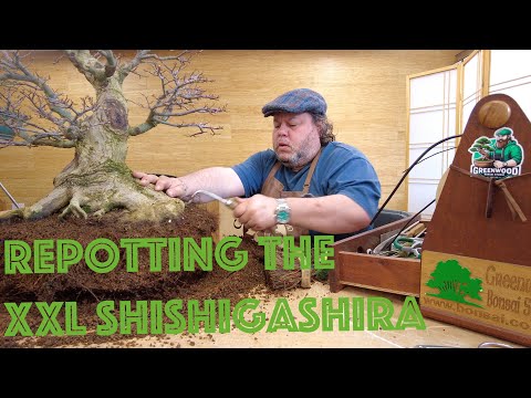 Repotting the XXL Shishigashira Japanese Maple - Greenwood Bonsai