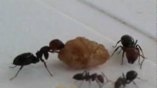 Attack of the Giant Ants