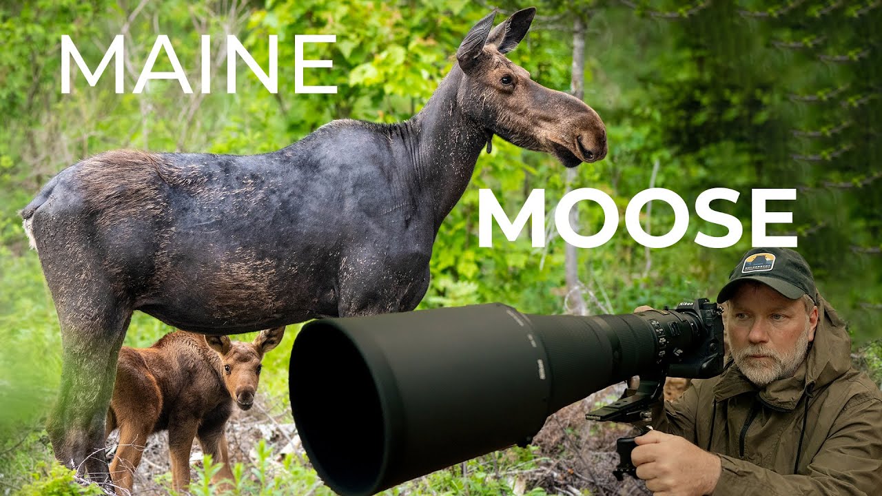 Maine Moose Adventure