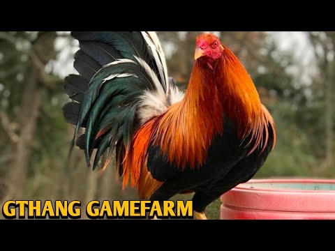 Sweater Yellow leg hatch Kelso - GTHANG FARM