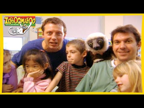 🐵 Zoboomafoo 👧🏻👦🏾 with the Kratt brothers! HUMANS | Full Episode | Animal Show for Kids