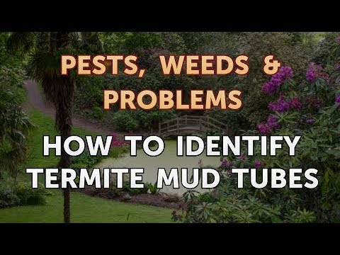 How to Identify Termite Mud Tubes