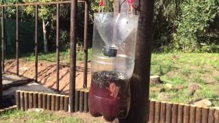 Killing Flies: How to make a homemade fly trap