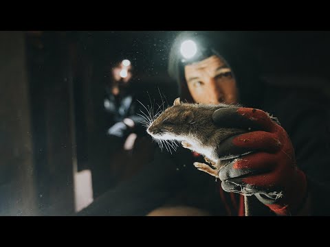 Rat Infested Basement