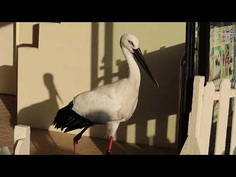 コウノトリを庭に呼び込むにはどうすればよいですか？巣はどうやって作るの？  庭園