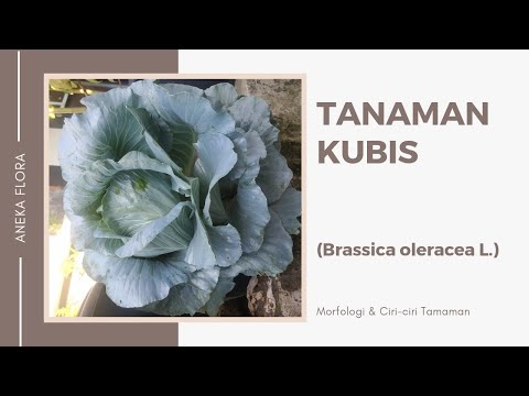 , title : 'MORFOLOGI DAN CIRI-CIRI TANAMAN KUBIS (Brassica oleracea L.) || Aneka Flora'