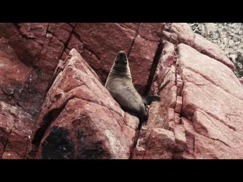 MARII - Frei (Unofficial Musicvideo)