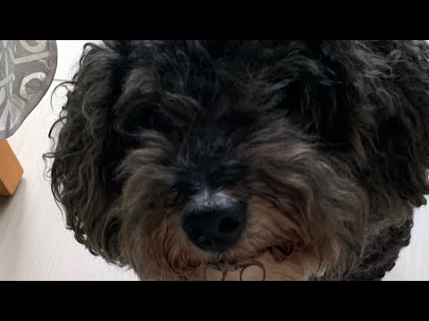 Dog that’s a bit slow takes one minute to find toy that’s in front of it.