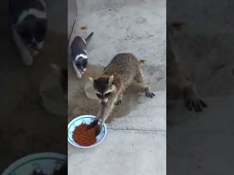 Raccoon Steals Cat Food 🥺😂