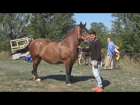 Targul de cai de la Gilau, Cluj 1 septembrie 2017