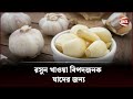 রসুন খাওয়া বিপদজনক যাদের জন্য | Eating garlic is dangerous | Channe