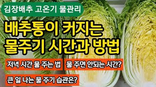 배추통이 커지는 물주기 시간과 방법 - 고온기 물관리. 저녁 시간 물 주는법. 물주면 안되는 시간. 큰 일 …