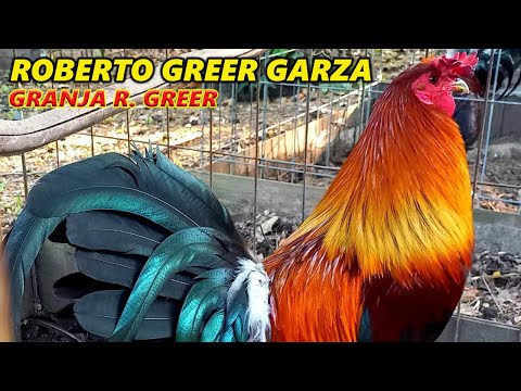 Gilmore Hatch Brownred Asil Kelso Cardinal Albany Roberto Greer Garza Granja R. Greer