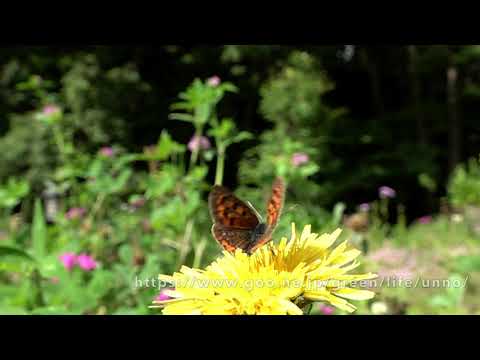 ベニシジミ　Small copper in my Garden