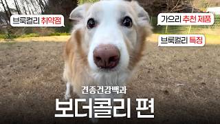 견종건강백과 보더콜리편 (견종 특징, 대표 질병, 추천 제품 등) with 언제나가을