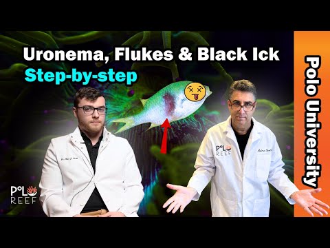 How to Knock Out Saltwater Fish Diseases & Parasites Step-by-Step.