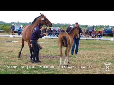 Fohlenschau 2018 | Stutfohlen | Million Dollar - Clearway - Alkatraz | Stamm 6786 | Ocke Riewerts