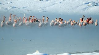 Anadolu Ajansı - Flamingoların buz göçü