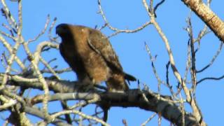 03/16/15 RHM Pair Of Red-Tailed Hawks (Dark Morph) Nest @ Yakima Canyon, Wa