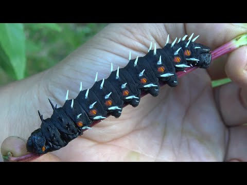 Crazy Caterpillars  Cabbage Tree Emperor moth (Bunaea alcinoe) from Africa