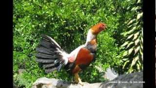 CORRIDOS DE GALLOS ANTONIO AGUILAR SANGRE CALIENTE