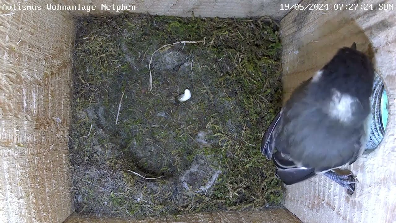 Nun haben alle 8 Küken das Nest verlassen! | 19.05.2024