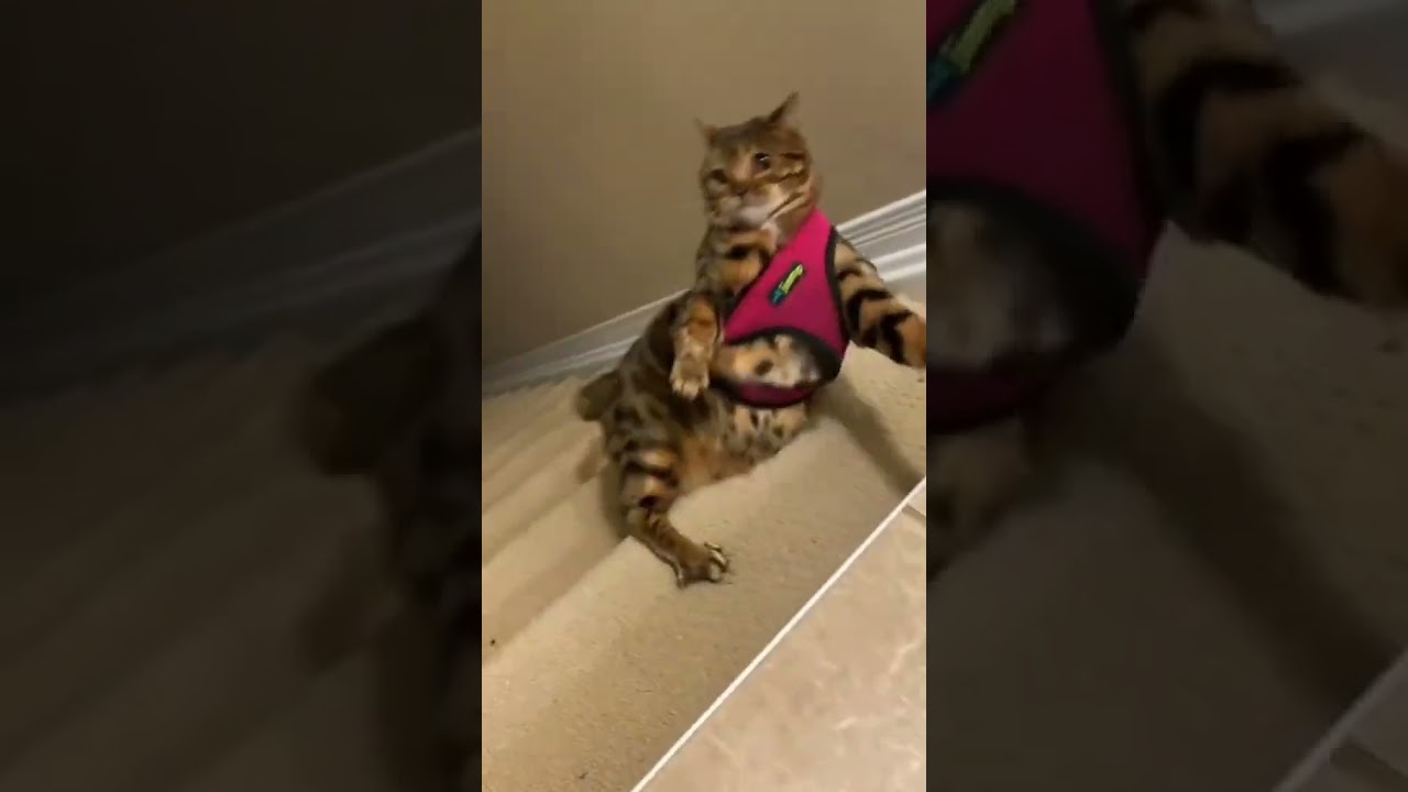 Cat Club! #shorts30 #viral #catclub #shorts28