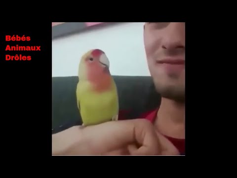Vidéo animaux perroquets drôles 1